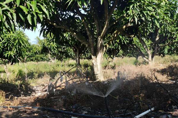 提高芒果产量的方法，关键是要选对品种