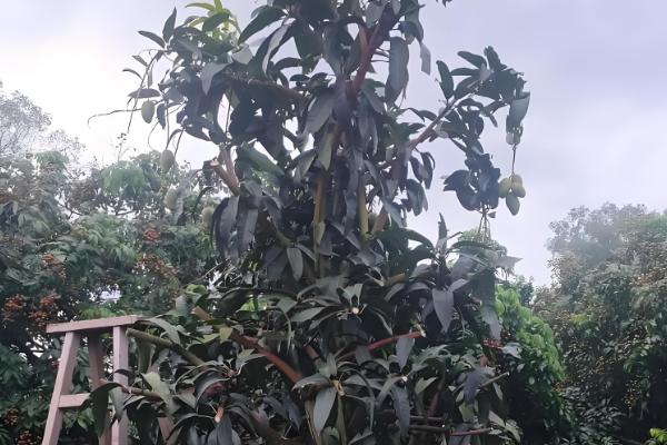 提高芒果产量的方法，关键是要选对品种