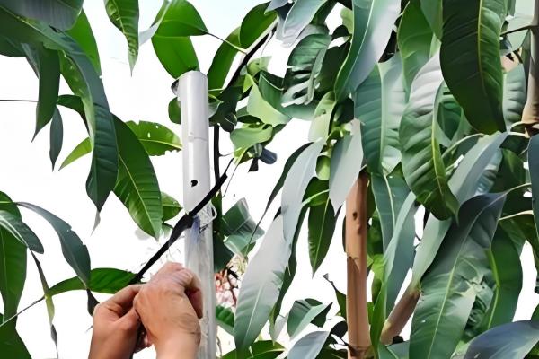 提高芒果产量的方法，关键是要选对品种