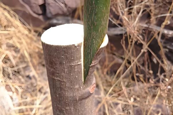 提高芒果产量的方法，关键是要选对品种