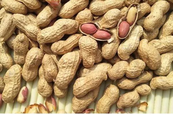 花生种子什么时间剥壳好，在播种日期前的10-15天进行