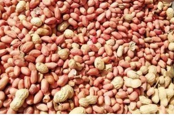 花生种子什么时间剥壳好，在播种日期前的10-15天进行