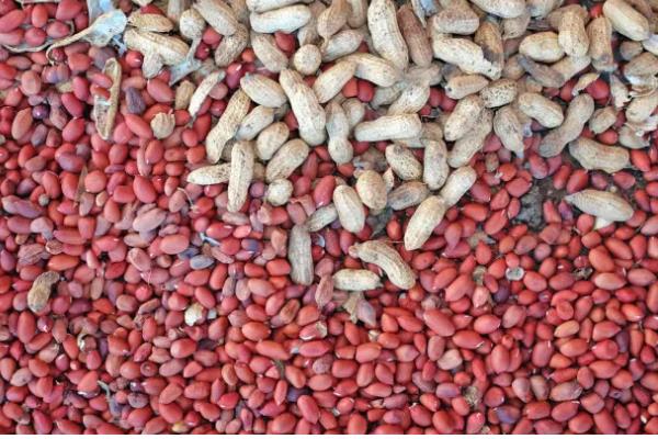 花生种子什么时间剥壳好，在播种日期前的10-15天进行