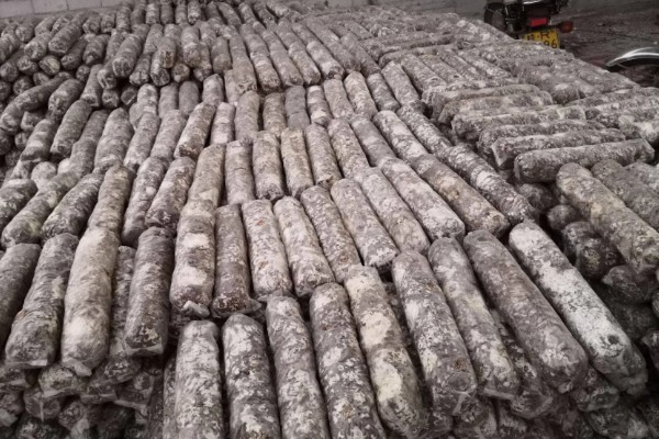 夏季怎么管理花菇菌棒,重点是做好通风工作