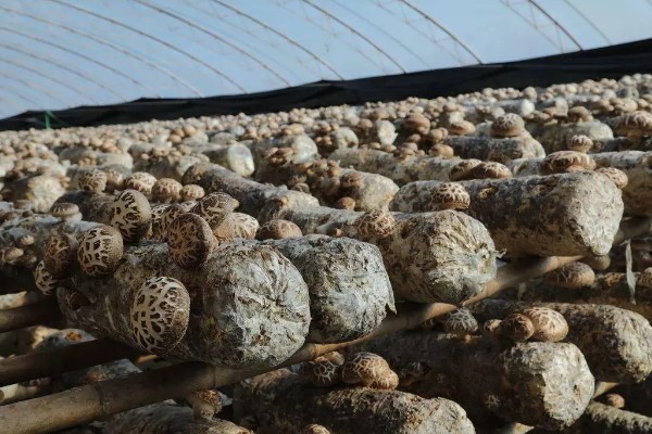 夏季怎么管理花菇菌棒,重点是做好通风工作