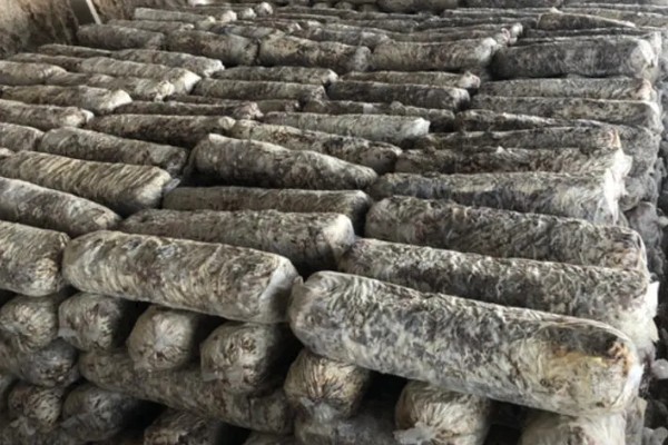 夏季怎么管理花菇菌棒,重点是做好通风工作