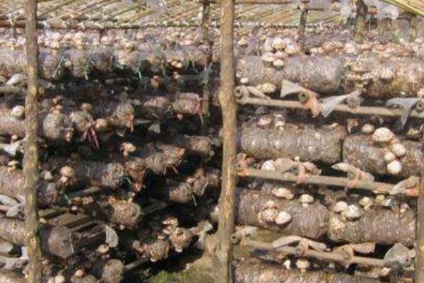 夏季怎么管理花菇菌棒,重点是做好通风工作