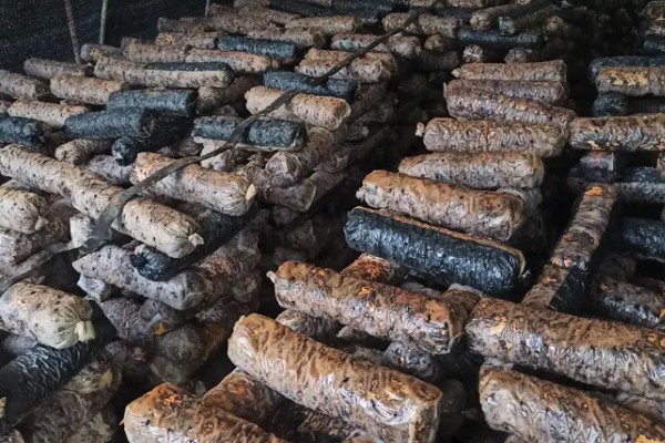 夏季怎么管理花菇菌棒,重点是做好通风工作