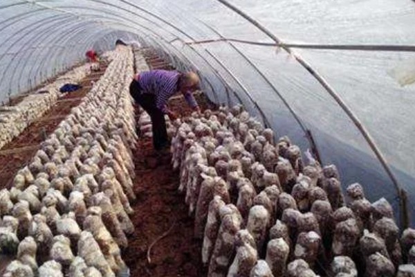 夏季怎么管理花菇菌棒,重点是做好通风工作