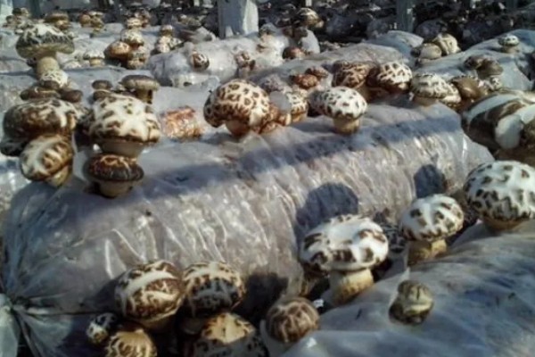 夏季怎么管理花菇菌棒,重点是做好通风工作