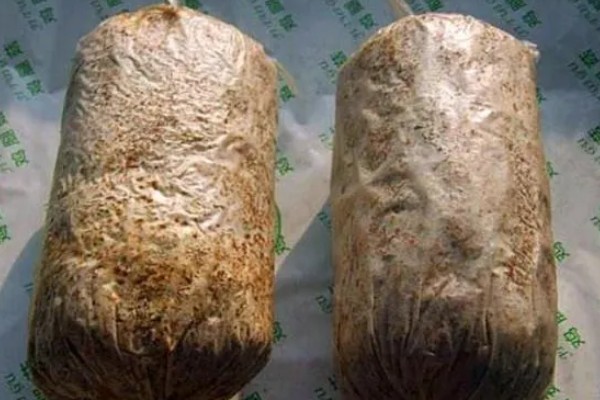 夏季怎么管理花菇菌棒,重点是做好通风工作