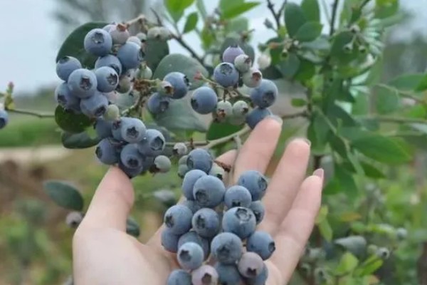 蓝莓种植几年能结果，一般需要2年左右