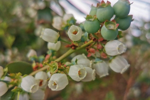蓝莓种植几年能结果，一般需要2年左右