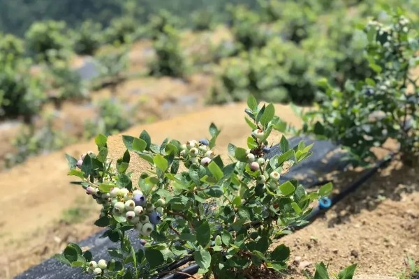 蓝莓种植几年能结果，一般需要2年左右