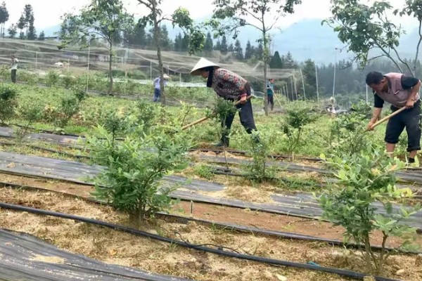蓝莓种植几年能结果，一般需要2年左右