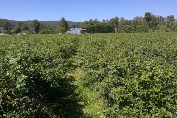 蓝莓种植几年能结果，一般需要2年左右
