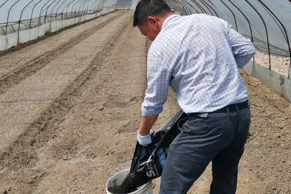 蓝莓种植几年能结果，一般需要2年左右