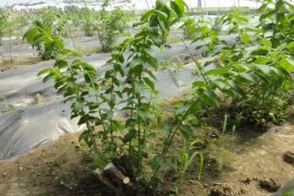 蓝莓种植几年能结果，一般需要2年左右