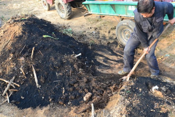 蓝莓种植几年能结果，一般需要2年左右