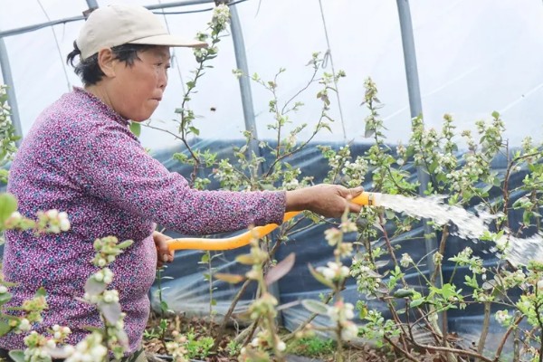 蓝莓种植几年能结果，一般需要2年左右