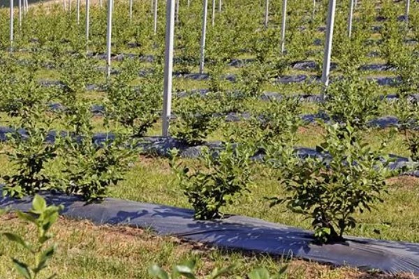 蓝莓种植几年能结果，一般需要2年左右