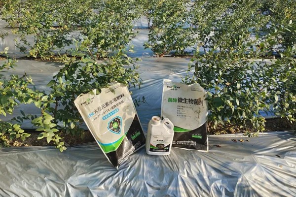 蓝莓种植几年能结果，一般需要2年左右