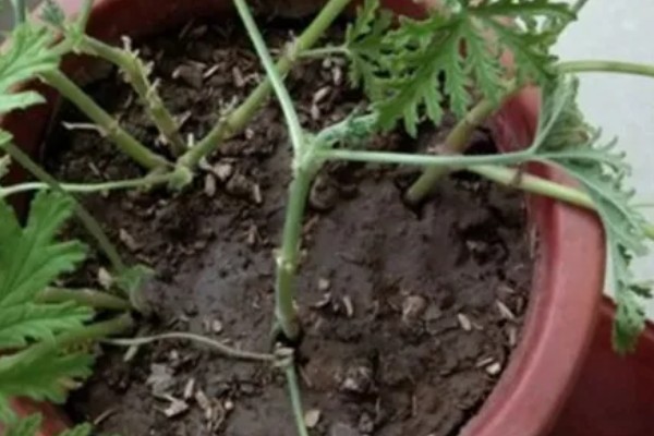 驱蚊草如何浇水，秋季通常7天左右浇1次水