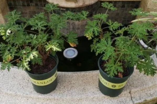 驱蚊草如何浇水，秋季通常7天左右浇1次水