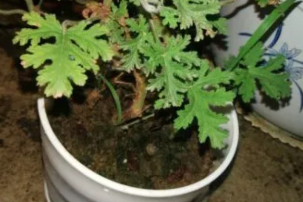 驱蚊草如何浇水，秋季通常7天左右浇1次水