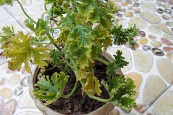 驱蚊草如何浇水，秋季通常7天左右浇1次水