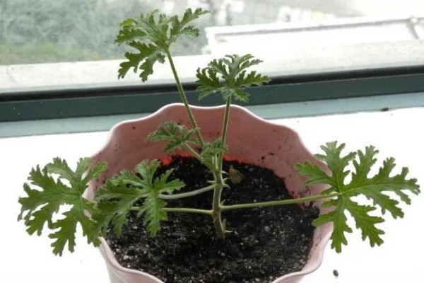 驱蚊草如何浇水，秋季通常7天左右浇1次水