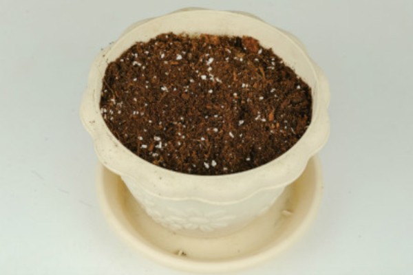 驱蚊草如何浇水，秋季通常7天左右浇1次水