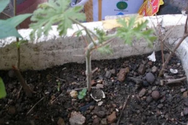 驱蚊草如何浇水，秋季通常7天左右浇1次水