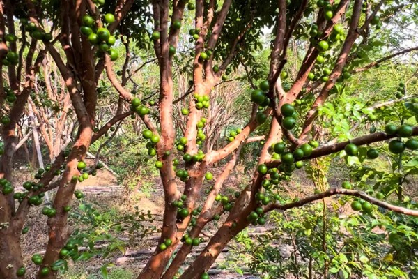 北方能不能种树葡萄，抗寒能力强可以栽培