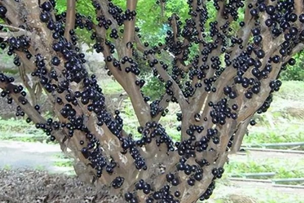 北方能不能种树葡萄，抗寒能力强可以栽培