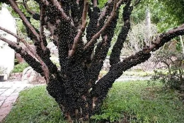 北方能不能种树葡萄，抗寒能力强可以栽培