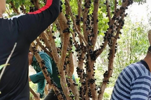 北方能不能种树葡萄，抗寒能力强可以栽培