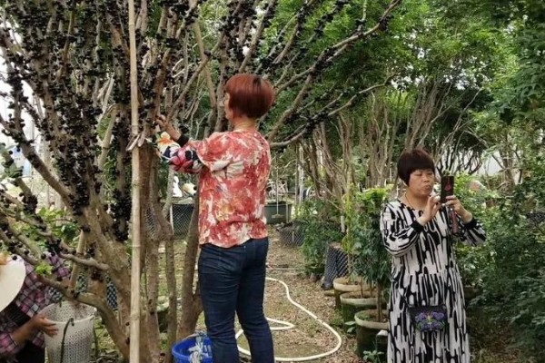 北方能不能种树葡萄，抗寒能力强可以栽培