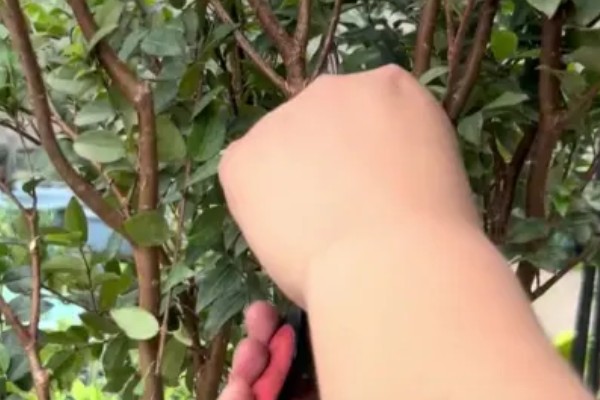 北方能不能种树葡萄，抗寒能力强可以栽培