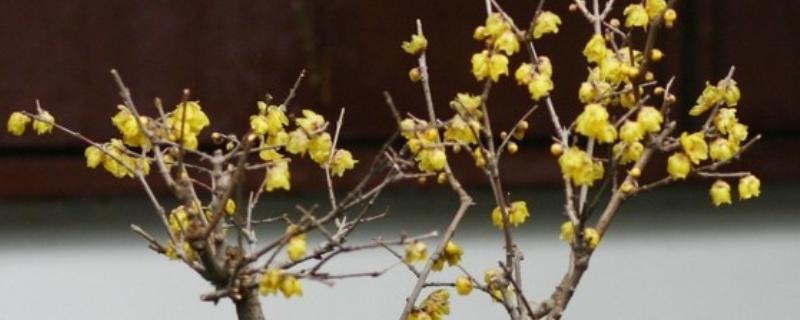 腊梅盆栽的种植方法，每天提供6小时以上直射光