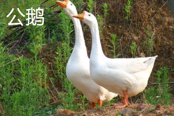 公鹅和母鹅的区别，体型、羽毛等方面都不同