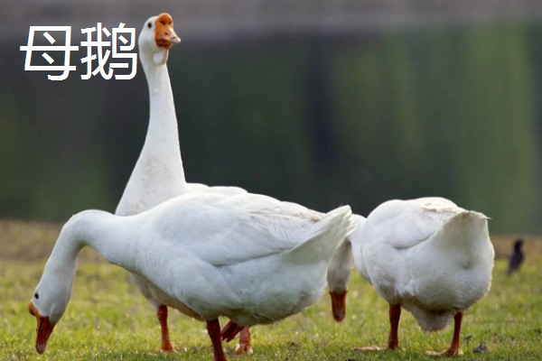 公鹅和母鹅的区别，体型、羽毛等方面都不同