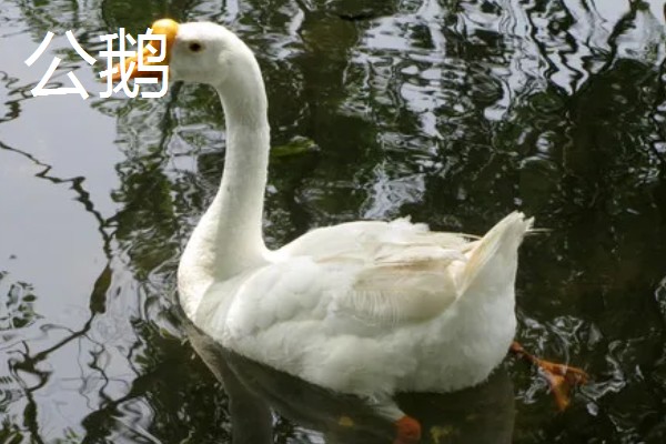 公鹅和母鹅的区别，体型、羽毛等方面都不同