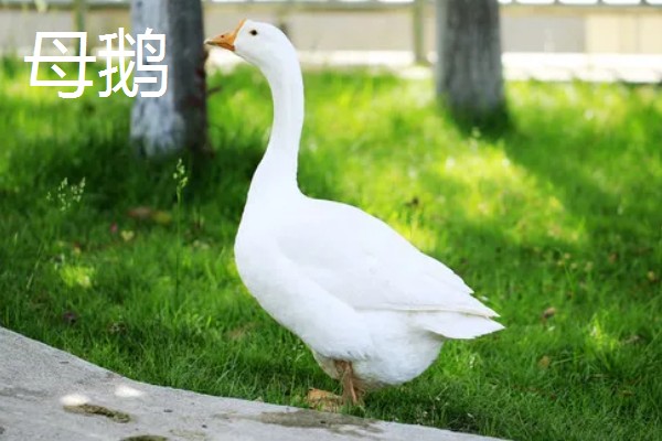 公鹅和母鹅的区别，体型、羽毛等方面都不同