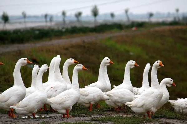 公鹅和母鹅的区别，体型、羽毛等方面都不同