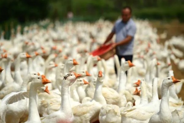 公鹅和母鹅的区别，体型、羽毛等方面都不同