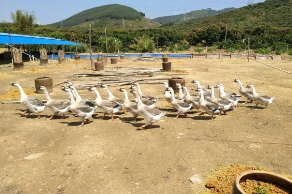 公鹅和母鹅的区别，体型、羽毛等方面都不同