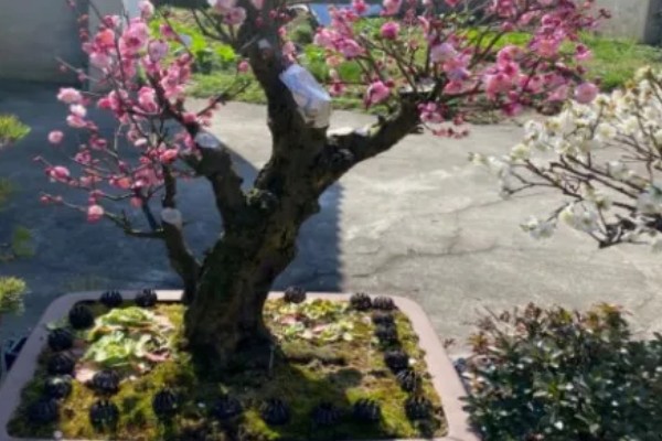 家里养梅花有什么好处，主要是可以用来观赏