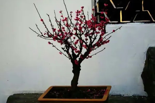 家里养梅花有什么好处，主要是可以用来观赏