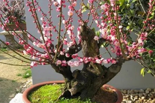 家里养梅花有什么好处，主要是可以用来观赏